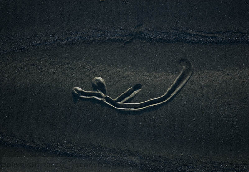 Vanc06D1262
